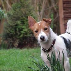 Jack russell terrier Max
