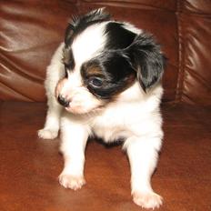 Papillon NA´s Mikey *Gavtyv* Min mors hund :-)
