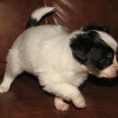 Papillon NA´s Mikey *Gavtyv* Min mors hund :-)
