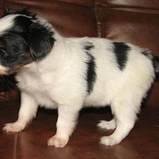 Papillon NA´s Mikey *Gavtyv* Min mors hund :-)