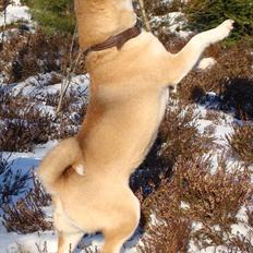 Shiba *Akiko* "vom Rosengarten"