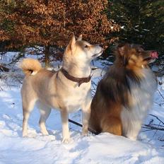 Shiba *Akiko* "vom Rosengarten"