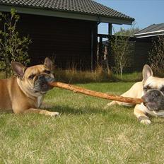 Fransk bulldog Lesley-Carla