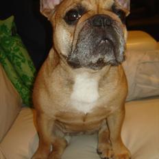 Fransk bulldog Lesley-Carla