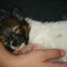 Papillon Asta