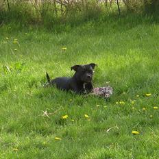 Staffordshire bull terrier Sif