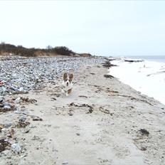 Welsh corgi cardigan HovaBonde's Dawina Graham