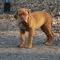 Dogue de bordeaux Golden Goddess Nairobi