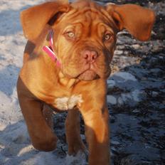 Dogue de bordeaux Golden Goddess Nairobi