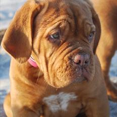 Dogue de bordeaux Golden Goddess Nairobi