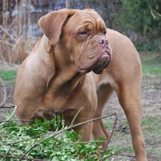Dogue de bordeaux Thilda