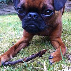 Griffon petit brabancon Bissen Alexa