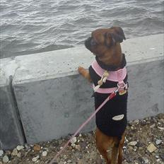 Griffon petit brabancon Bissen Alexa