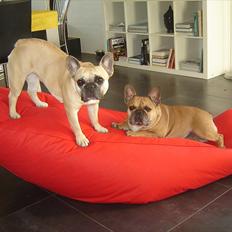 Fransk bulldog Quaisy-Molly