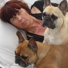 Fransk bulldog Quaisy-Molly