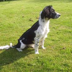 Field Trial spaniel *Freja*