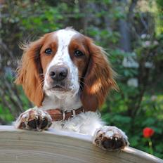 Welsh springer spaniel Gallois's Katy (Mynte)