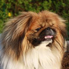 Pekingeser Manfred