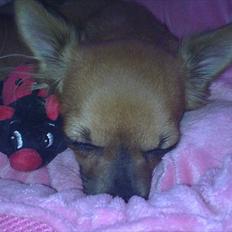 Chihuahua Coco
