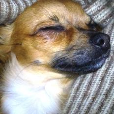 Chihuahua Coco