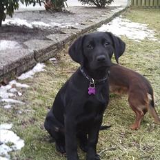 Labrador retriever Delta