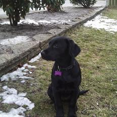 Labrador retriever Delta