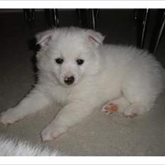 Volpino italiano Timmie