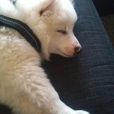 Volpino italiano Timmie