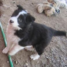 Border collie Cody