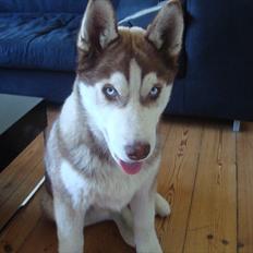 Siberian husky Hønholm's Zimba