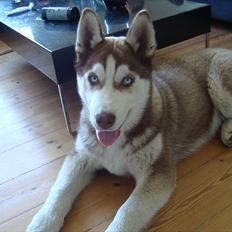 Siberian husky Hønholm's Zimba