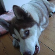 Siberian husky Hønholm's Zimba