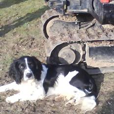 Field Trial spaniel Tarzan