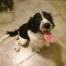 Field Trial spaniel Tarzan