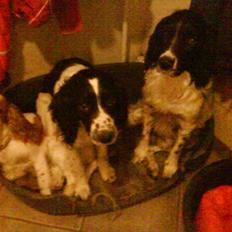 Field Trial spaniel Tarzan