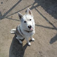 Siberian husky A´tebs Haltai of Winner