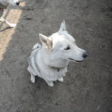 Siberian husky A´tebs Haltai of Winner