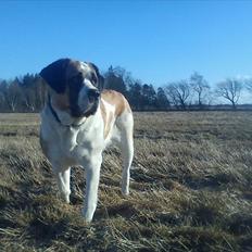 Sankt bernhardshund Sisca