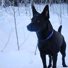 Australsk kelpie Grejaskogens Toxic