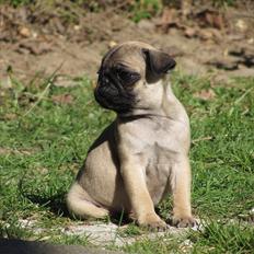 Mops Ziggy<3