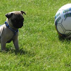Mops Ziggy<3