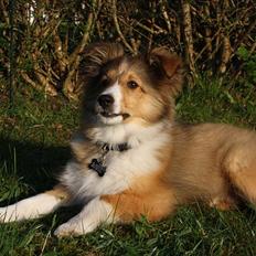 Shetland sheepdog Shila
