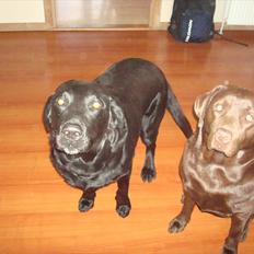 Labrador retriever Møffe 