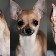 Chihuahua '~'Bailey'~' (Basse mand)