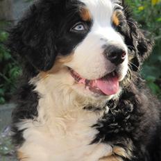 Berner sennenhund Anton