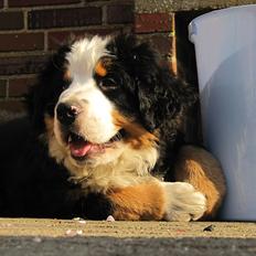 Berner sennenhund Anton