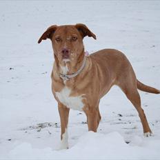 Blanding af racer Bella