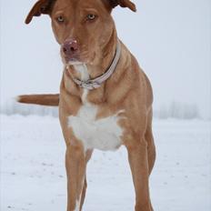 Blanding af racer Bella