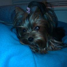 Yorkshire terrier Prs Medina Star Herstedsy