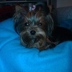 Yorkshire terrier Prs Medina Star Herstedsy